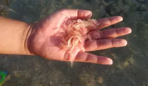 KKP Pastikan Pengaturan BBL Jaga Keberlanjutan Budidaya Lobster di Indonesia