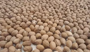 12 Kali dapat Notifikasi Penolakan, Indonesia Harus Tingkatkan Keamanan dan Mutu Pala