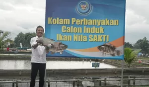 KKP Sebut Tilapia Miliki Potensi Besar Dikembangkan, AS Pasar Utama Ekspor