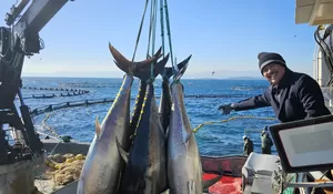 KKP-Barantin Tetapkan Manajemen Risiko Pengendalian Impor Tuna, Sarden dan Makarel