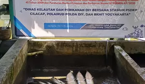 KKP Musnahkan 18 Ekor Ikan Invasif, Ada Piranha, Alligator dan Ikan Arapaima