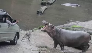 Taman Safari Buka Suara: Kuda Nil diberi Makan Plastik