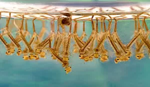 Soal Denda Rp50 Juta Bagi Warga yang Rumahnya Ada Jentik Nyamuk, Pengamat: Pemprov DKI ‘Ngeles’