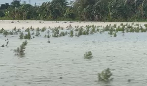 Pemprov Jateng Ajukan Klaim Asuransi Gagal Panen Akibat Banjir di Empat Kabupaten