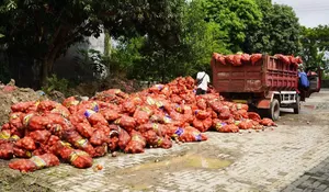 Polrestabes Semarang Musnahkan 6.171 Karung Bawang Bombay Ilegal Tanpa Dokumen
