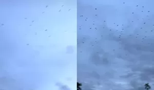 Video Viral Bikin Merinding! Ribuan Kawanan Burung Kepung Langit Aceh