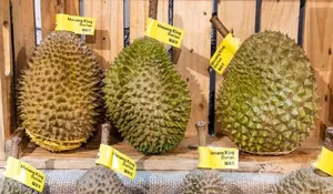 Harga Durian Musang King di Malaysia Anjlok Rp41.000 per Kilogram, Titik Terendah dalam 10 Tahun