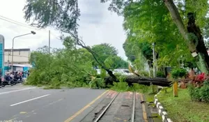 Pohon Asem Raksasa Tumbang di Jalan Slamet Riyadi Solo, Arus Lalu Lintas Sempat Terganggu