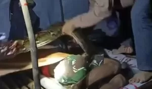 NGERI! Pekerja Bor Nyaris Tewas Dimangsa Ular Piton 6 Meter saat Tidur di Hutan Konawe Utara