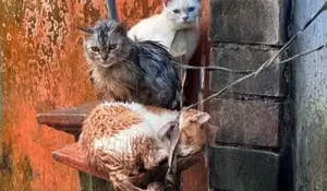 Viral! Warga Gianyar Dihujat Usai Ikat Leher Empat Kucing di Depan Rumah
