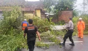 Hujan Deras Disertai Angin Kencang Terjang Kebakkramat Karanganyar, Sejumlah Pohon Tumbang