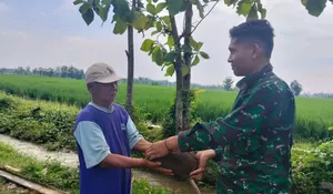 Kakek Sutarno Jadi Inspirasi, TMMD Sragen Diperkuat Semangat Gotong Royong