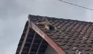 Viral Bocah Naik ke Atap Rumah di Lombok, Proses Evakuasi Dramatis Bikin Panik Keluarga