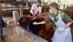 Program Healing Jateng Hadir di Desa, Peternak Dapat Layanan Kesehatan Hewan Gratis