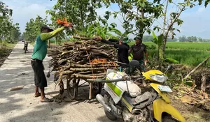 Kemanunggalan TNI dan Rakyat Terlihat Nyata, Satgas TMMD Bantu Warga Desa Puro