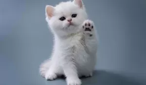 CEK FAKTA: Viral Klaim Cium Kucing Bisa Infeksi Otak, Ini Fakta Sebenarnya Soal Toksoplasmosis