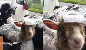Resi Pengiriman Ditempel di Kepala! Kurir Antar “Paket Hidup” Domba Viral, Netizen Soroti Etika Pengiriman Hewan