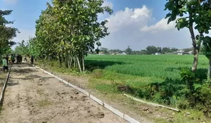 TMMD Sragen Buka Akses Pertanian, Pendapatan Petani Padi Desa Puro Diproyeksi Naik