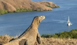 Pulau Komodo Masuk Dua Besar Tempat Terindah Dunia 2026 Versi Time Out