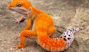 VIRAL! Warga Banyuwangi Gagalkan Penipuan Tokek Emas Rp2 Miliar, 3 WNA Thailand Nyaris Jadi Korban