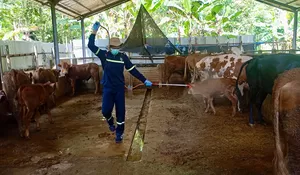 Stok Hewan Kurban di Jateng Surplus, Pemprov Pastikan Kebutuhan Iduladha 2026 Aman
