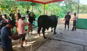 Kurban 1.098 Sapi Presiden Prabowo Jadi Sorotan, MUI Singgung Ketentuan Kurban dan Penggunaan APBN