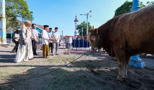 Respati Ardi Namai Sapi Kurban Presiden Prabowo Si Bambang, Sapi Wapres Gibran Si Kevin