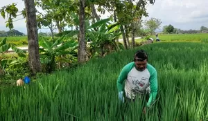 Jalan Mulus TMMD Sragen Bantu Petani Hemat Biaya, Warga Rasakan Manfaat Langsung