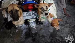 11 Negara Serahkan Petisi ke Indonesia, Desak Penghentian Perdagangan Daging Anjing