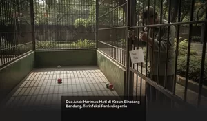 Dua Anak Harimau Mati di Kebun Binatang Bandung, Terinfeksi Panleukopenia