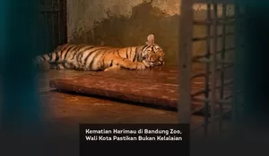 Kematian Harimau di Bandung Zoo, Wali Kota Pastikan Bukan Kelalaian