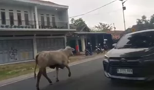 Saat Sapi Ikut Pulang Kampung, Jalur Limbangan Berubah Jadi Arena Rodeo Dadakan