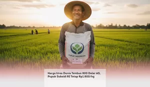 Harga Urea Dunia Tembus 800 Dolar AS, Pupuk Subsidi RI Tetap Rp1.800/kg
