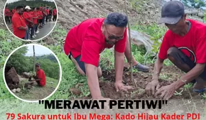 Rayakan HUT Megawati ke-79, DPC PDI Perjuangan Belu Tanam 79 Pohon Sakura di Teluk Gurita