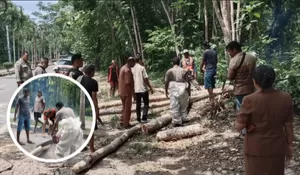 Respon Kilat BPBD Belu: Jalur Nenuk Lumpuh Akibat Pohon Tumbang, Langsung Dievakuasi!