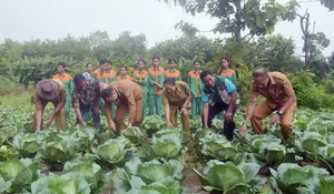 Turun ke Kebun, Wabup Belu: Ketahanan Pangan Jangan Cuma Jadi Slogan