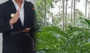 Atasi Kemiskinan di Belu, Bupati Willy Lay Dorong Budidaya Sengon dan Porang di Lahan Marginal