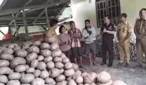 Mari! Belajar dari Domi Besin: Cara Sulap 500 Bibit Jadi 'Ladang Uang' Rp80 Juta di Lasiolat