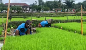 Kisah dari Balik Jeruji: Cara Warga Binaan Atambua Berbakti untuk Ketahanan Pangan Nasional