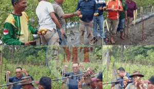 Wakil Bupati Belu Panen Tomat di Rafae, Dorong Stabilitas Pangan dan Ekonomi Petani