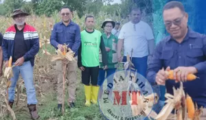 Panen Jagung di Manleten, Wabup Vicente: Ketahanan Pangan Kita Mencukupi!