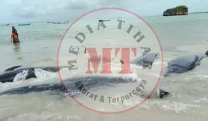 Tragedi di Rote Ndao: 11 Paus Pilot Mati Terjebak Pukat Nelayan, Beberapa Kritis