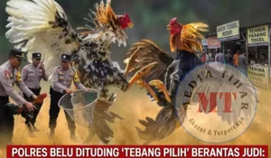 Polres Belu Diduga "Tebang Pilih" Berantas Judi: Sabung Ayam Digerebek, Togel Masih Marak
