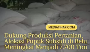 Kabar Gembira! Stok Pupuk Subsidi Belu 2026 Melimpah, Tasifeto Timur Jadi Prioritas Utama