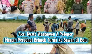Wujudkan Ketahanan Pangan, Brimob NTT Gelar Panen Raya Padi di Perbatasan Belu