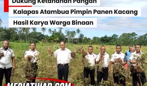 Rayakan HBP Ke-62,Kalapas Atambua Pimpin Panen Kacang Hasil Karya Warga Binaan