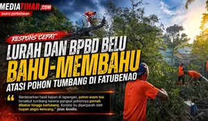 Respons Cepat Lurah dan BPBD Belu Bahu-Membahu Atasi Pohon Tumbang di Fatubenao