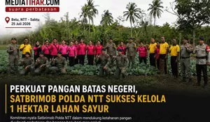 Batalyon A Pelopor Satbrimob Polda NTT Sulap 1 Hektar Lahan Tidur Belu Jadi Ladang Sayur Subur