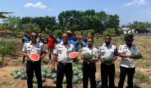 Buah Kerja Keras Warga Binaan Lapas Atambua: Panen 2,5 Ton Semangka, Langsung Laris Manis!