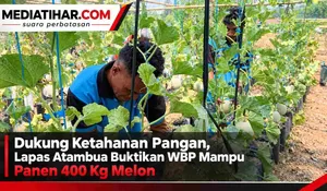 Dukung Ketahanan Pangan, Lapas Atambua Buktikan WBP Mampu Panen 400 Kg Melon